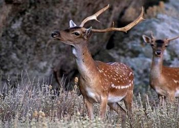 Κτηνωδία στη Ρόδο: Πυροβόλησαν και σκότωσαν 3 ελάφια – Στο ένα έκοψαν και τα κέρατα