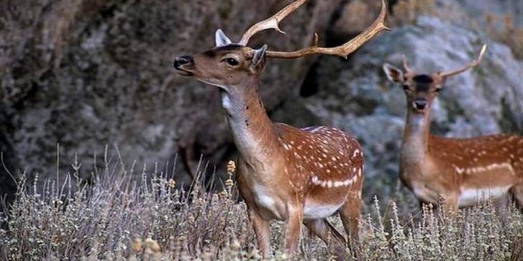 Κτηνωδία στη Ρόδο: Πυροβόλησαν και σκότωσαν 3 ελάφια – Στο ένα έκοψαν και τα κέρατα