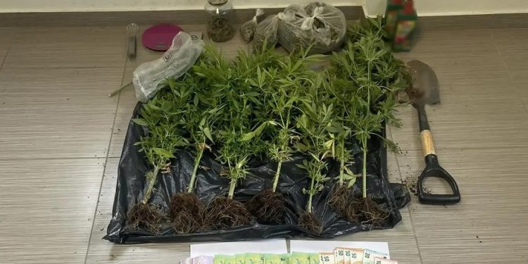 Μετέτρεψαν το σπίτι τους στον Κάλαμο σε «θερμοκήπιο κάνναβης»: Χειροπέδες σε 53χρονη και 34χρονο – ΦΩΤΟ