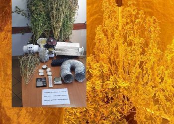 Αγρίνιο: Χειροπέδες σε «επίμονο κηπουρό» κάνναβης – Τι βρέθηκε στο σπίτι του – ΦΩΤΟ