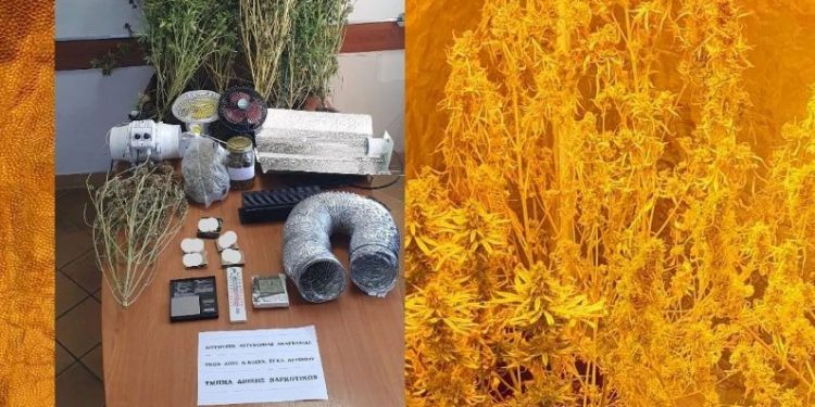 Αγρίνιο: Χειροπέδες σε «επίμονο κηπουρό» κάνναβης – Τι βρέθηκε στο σπίτι του – ΦΩΤΟ