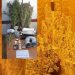 Αγρίνιο: Χειροπέδες σε «επίμονο κηπουρό» κάνναβης – Τι βρέθηκε στο σπίτι του – ΦΩΤΟ