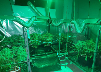 Πειραιάς: Εξαρθρώθηκε κύκλωμα καλλιέργειας και διακίνησης κάνναβης – ΦΩΤΟ