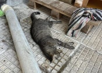 «O (η) εγκληματίας του τριημέρου»: Άγνωστος δηλητηρίασε 16 γάτες στη Θεσσαλονίκη – ΦΩΤΟ