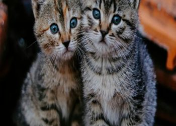 «O (η) εγκληματίας του τριημέρου»: Άγνωστος δηλητηρίασε 16 γάτες στη Θεσσαλονίκη – ΦΩΤΟ