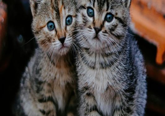 «O (η) εγκληματίας του τριημέρου»: Άγνωστος δηλητηρίασε 16 γάτες στη Θεσσαλονίκη – ΦΩΤΟ