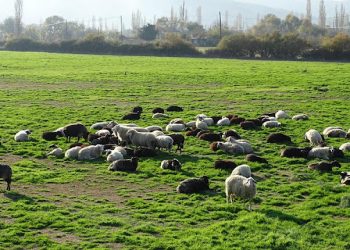 Λέσβος: Δύο συλλήψεις για ζωοκλοπές
