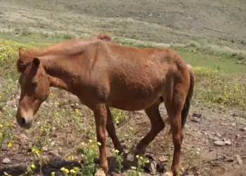 Λέσβος: Συνελήφθη ιδιοκτήτης αλόγου για κακομεταχείριση