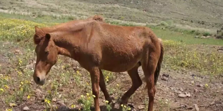 Λέσβος: Συνελήφθη ιδιοκτήτης αλόγου για κακομεταχείριση