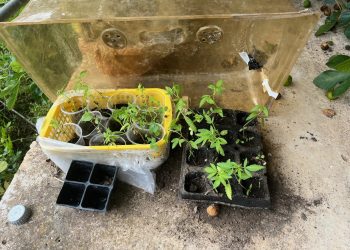 «Ναρκομπαξές» στον Πύργο με 73 γλάστρες που είχαν κάνναβη – Χειροπέδες σε άνδρα – ΦΩΤΟ