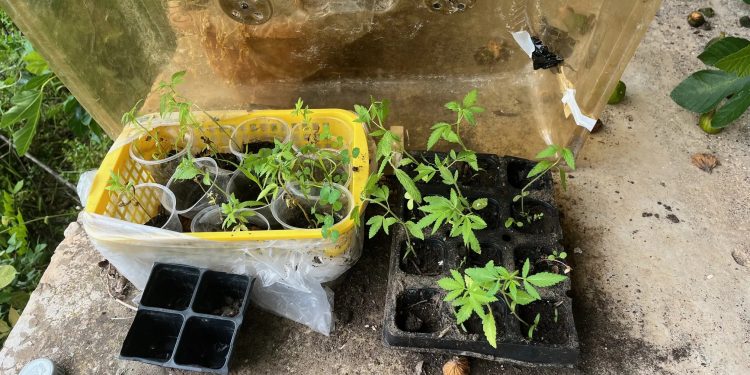 «Ναρκομπαξές» στον Πύργο με 73 γλάστρες που είχαν κάνναβη – Χειροπέδες σε άνδρα – ΦΩΤΟ