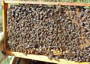 Οι μέλισσες έμειναν νηστικές… Απατεώνισσα έβγαλε 6.100 ευρώ με δόλωμα μελισσοτροφή