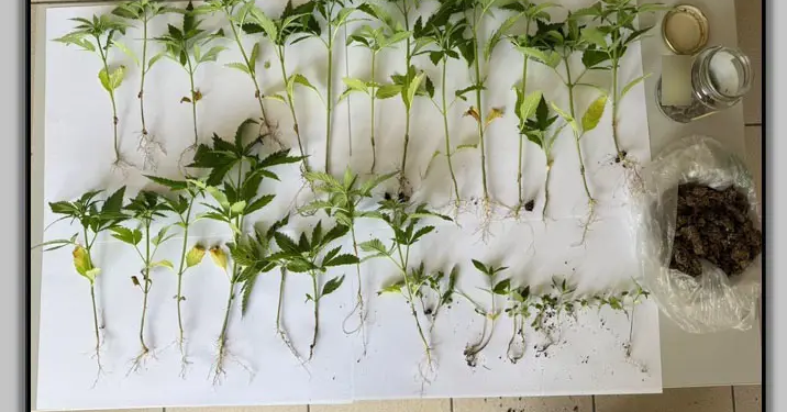 Κιλελέρ: Δύο συλλήψεις για ναρκωτικά – ΦΩΤΟ