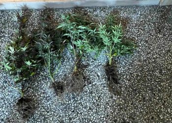 Θεσσαλονίκη: Χειροπέδες σε 3 άτομα για καλλιέργεια κάνναβης SKUNK – ΦΩΤΟ