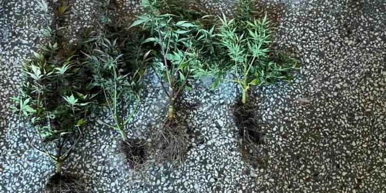 Θεσσαλονίκη: Χειροπέδες σε 3 άτομα για καλλιέργεια κάνναβης SKUNK – ΦΩΤΟ