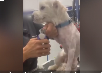 Βόλος: Σοκ από το ΒΙΝΤΕΟ κομμώτριας κατοικίδιων για τη συμπεριφορά της – ΦΩΤΟ