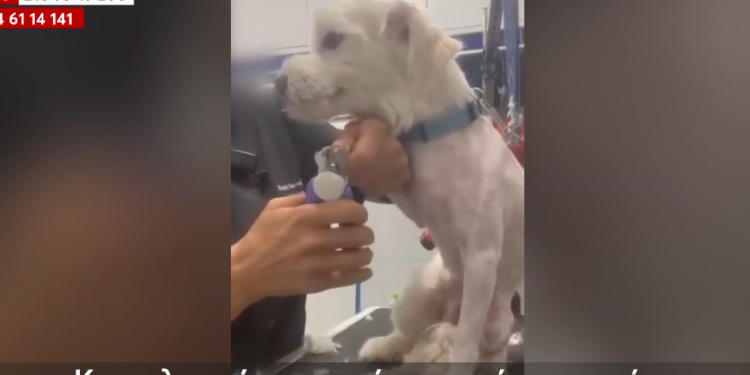 Βόλος: Σοκ από το ΒΙΝΤΕΟ κομμώτριας κατοικίδιων για τη συμπεριφορά της – ΦΩΤΟ