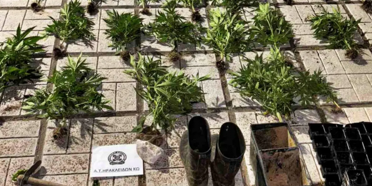 Κως: Δύο συλλήψεις για καλλιέργεια κάνναβης και οπλοκατοχή – ΦΩΤΟ