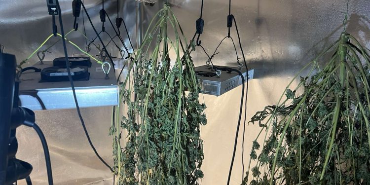 Ασπρόπυργος: «Φάμπρικα» καλλιέργειας κάνναβης είχε στήσει σπίτι του ο δράστης