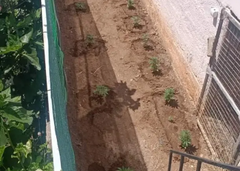 Σαλαμίνα: Συνελήφθη 48χρονος για καλλιέργεια δενδρυλλίων κάνναβης – ΦΩΤΟ