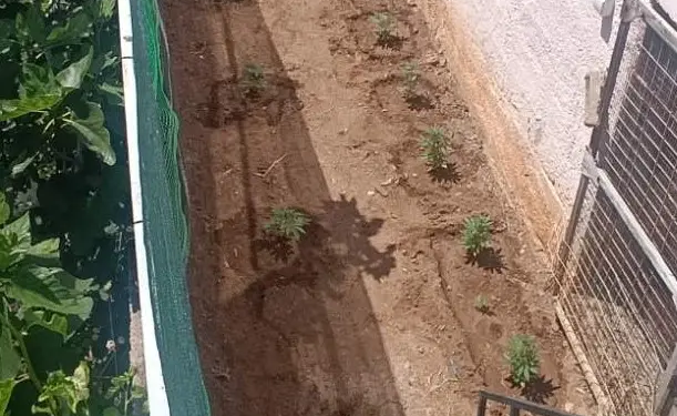 Σαλαμίνα: Συνελήφθη 48χρονος για καλλιέργεια δενδρυλλίων κάνναβης – ΦΩΤΟ