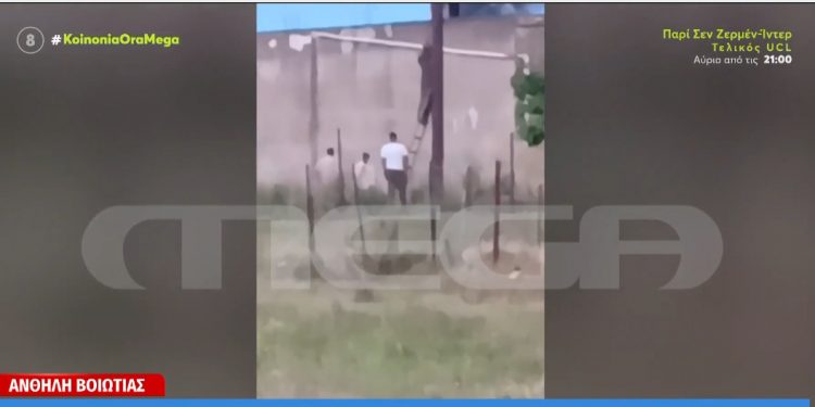 ΒΙΝΤΕΟ ΝΤΟΚΟΥΜΕΝΤΟ από τη στιγμή που Ρομά κλέβουν καλώδια από κολώνα της ΔΕΗ στη Βοιωτία – ΦΩΤΟ