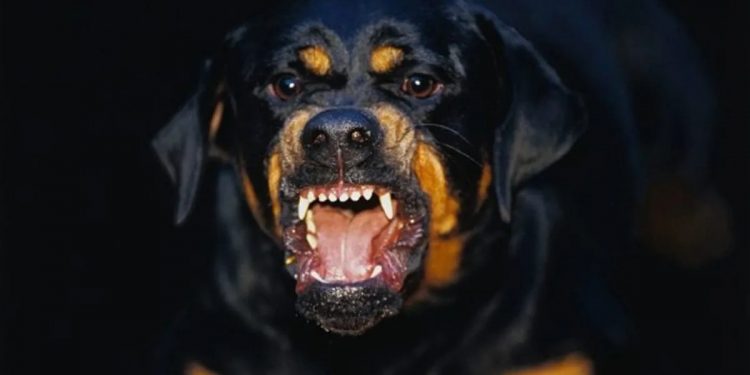 Απίστευτο: 38χρονος απείλησε την υπάλληλο ψιλικατζίδικου με… ροτβάιλερ για να μην πληρώσει