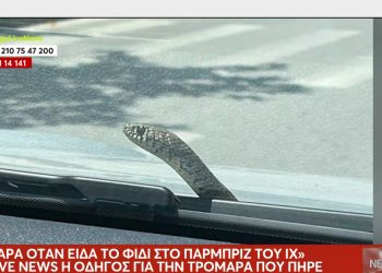 Βόλος: Οδηγός εν κινήσει φρικάρει όταν βλέπει στο παρμπρίζ του αυτοκινήτου  ένα φίδι – ΒΙΝΤΕΟ – ΦΩΤΟ