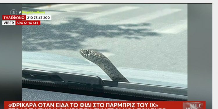 Βόλος: Οδηγός εν κινήσει φρικάρει όταν βλέπει στο παρμπρίζ του αυτοκινήτου  ένα φίδι – ΒΙΝΤΕΟ – ΦΩΤΟ