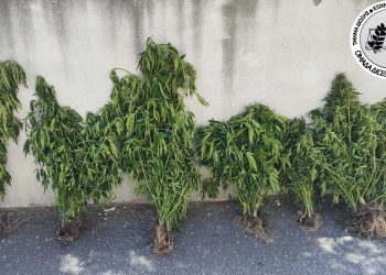 Θεσσαλονίκη: Συνελήφθη άντρας που είχε κάνει τo χωράφι του, περιβόλι με δενδρύλλια κάνναβης – ΒΙΝΤΕΟ – ΦΩΤΟ