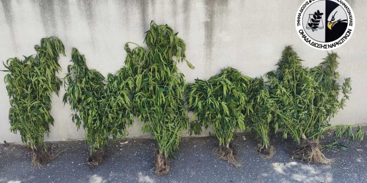 Θεσσαλονίκη: Συνελήφθη άντρας που είχε κάνει τo χωράφι του, περιβόλι με δενδρύλλια κάνναβης – ΒΙΝΤΕΟ – ΦΩΤΟ