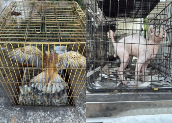 Γνωστός κτηνίατρος εμπλεκόμενος σε παράνομο εμπόριο ζώων συντροφιάς – ΒΙΝΤΕΟ – ΦΩΤΟ