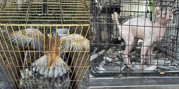 Γνωστός κτηνίατρος εμπλεκόμενος σε παράνομο εμπόριο ζώων συντροφιάς – ΒΙΝΤΕΟ – ΦΩΤΟ