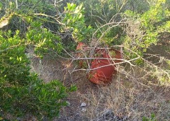 Καλαμάτα: Πάνω από 24 κιλά… «φούντας» εντοπίσθηκαν σε αγροτοδασική περιοχή – ΦΩΤΟ