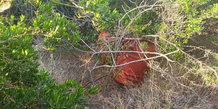 Καλαμάτα: Πάνω από 24 κιλά… «φούντας» εντοπίσθηκαν σε αγροτοδασική περιοχή – ΦΩΤΟ