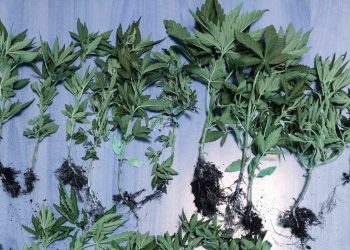 Χειροπέδες σε άνδρα που είχε «ναρκομπαξέ» στην Πέλλα – ΦΩΤΟ