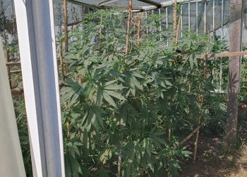 Αγρίνιο: Συνελήφθη άνδρας για καλλιέργεια και διακίνηση κάνναβης – ΦΩΤΟ