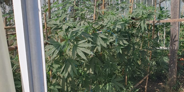 Αγρίνιο: Συνελήφθη άνδρας για καλλιέργεια και διακίνηση κάνναβης – ΦΩΤΟ