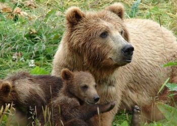 Καλαμπάκα: Ξινή του βγήκε η βόλτα – Αρκούδα επιτέθηκε σε 44χρονο και τον τραυμάτισε – ΒΙΝΤΕΟ