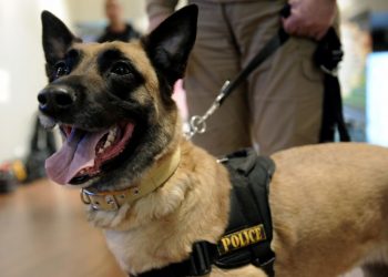 Πάτρα: Ο «Nero» μύρισε τα ναρκωτικά – Χειροπέδες σε άνδρα που διακινούσε κάνναβη