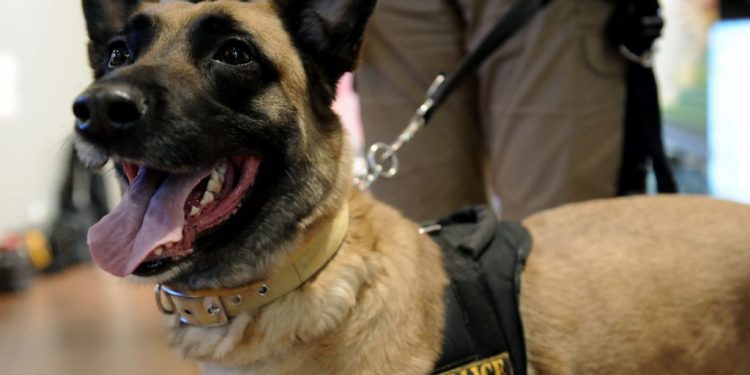 Πάτρα: Ο «Nero» μύρισε τα ναρκωτικά – Χειροπέδες σε άνδρα που διακινούσε κάνναβη