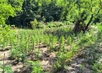 Λακωνία: Εντοπίστηκε φυτεία 1.828 δενδρυλλίων κάνναβης – ΦΩΤΟ