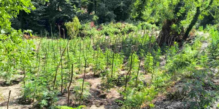 Λακωνία: Εντοπίστηκε φυτεία 1.828 δενδρυλλίων κάνναβης – ΦΩΤΟ