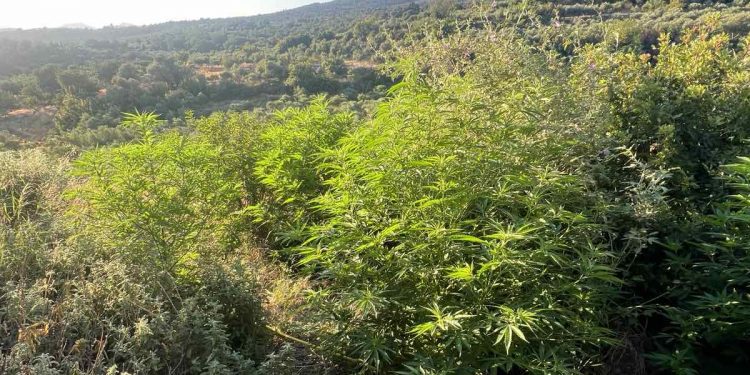 Εντοπίστηκαν 19 φυτείες δενδρυλλίων κάνναβης, στο Ρέθυμνο – ΦΩΤΟ