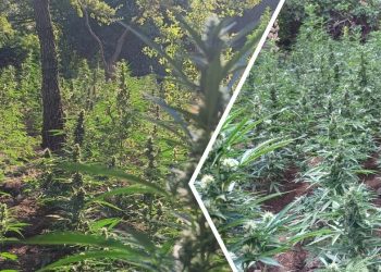 Ρέθυμνο: Εντοπίστηκε δάσος… «φούντας» με 836 δενδρύλλια κάνναβης – 2 συλλήψεις – ΦΩΤΟ
