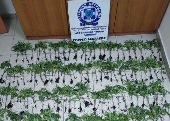 Θεσσαλονίκη: Εντοπίστηκε χασισοφυτεία με… 165 δενδρύλλια κάνναβης – ΒΙΝΤΕΟ – ΦΩΤΟ