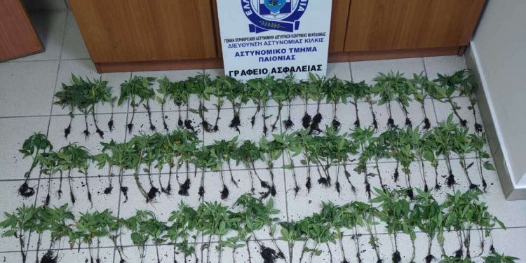 Θεσσαλονίκη: Εντοπίστηκε χασισοφυτεία με… 165 δενδρύλλια κάνναβης – ΒΙΝΤΕΟ – ΦΩΤΟ