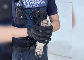 Αστυνομικός έσωσε μωρό-γεράκι που βρέθηκε τραυματισμένο στη ΓΑΔΑ – ΒΙΝΤΕΟ