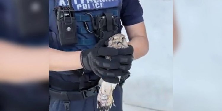 Αστυνομικός έσωσε μωρό-γεράκι που βρέθηκε τραυματισμένο στη ΓΑΔΑ – ΒΙΝΤΕΟ