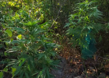 Κοζάνη: Μια σύλληψη για καλλιέργεια κάνναβης – ΦΩΤΟ